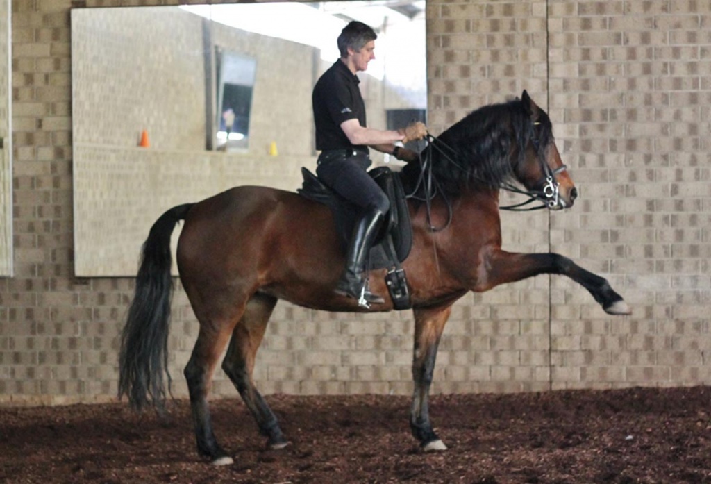 learning-spanish-walk-horse-riding-adelaide