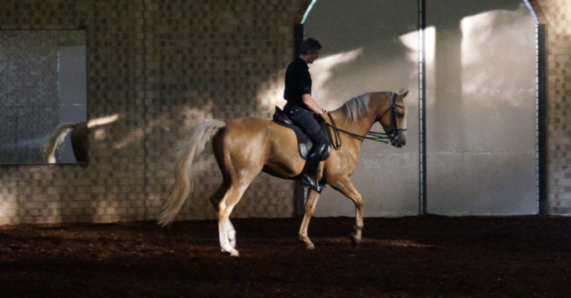 Horse Riding Adelaide Lessons