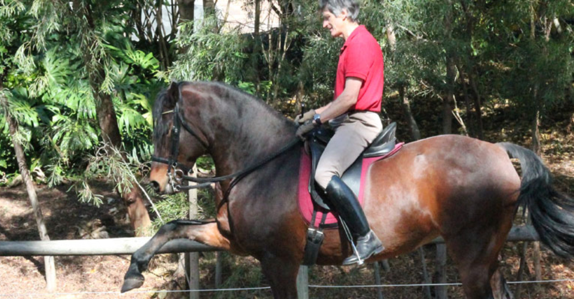 Horse Riding Adelaide Lessons