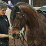 dressage_experts